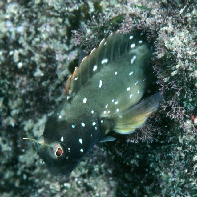 Rhabdoblennius nitidus